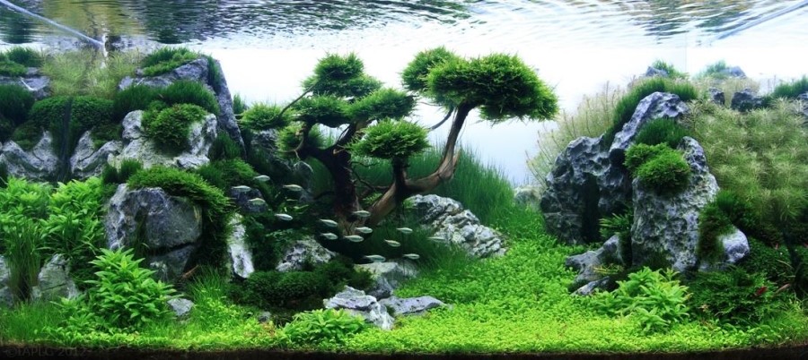 aquarium photo
